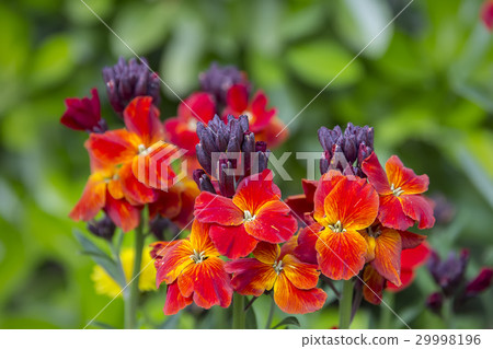 colored spring flowers colored spring flowers 29998196