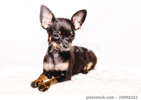 little chihuahua puppy dog 29998281