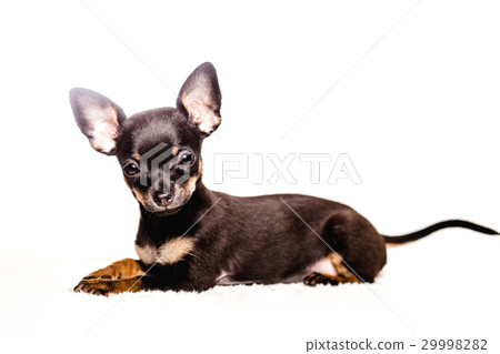 little chihuahua puppy dog 29998282