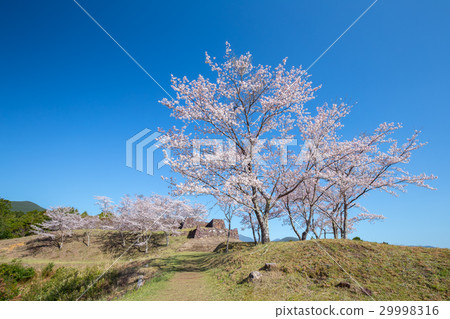 Akagi Castle Ruins of Spring Akagi Castle Ruins of Spring 29998316
