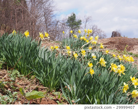 Narcissus flower 29999407