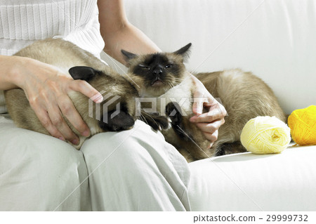 Pets 29999732