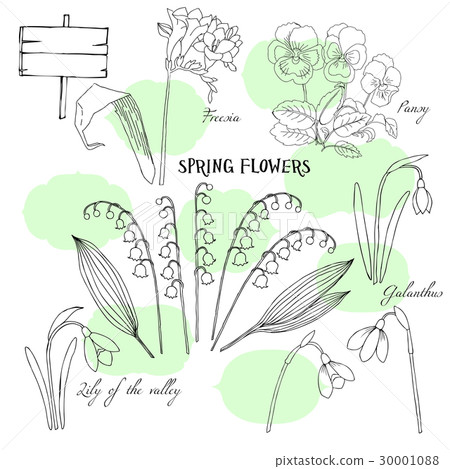 Background with Snowdrops Background with Snowdrops 30001088