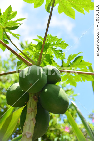 Papaya Papaya 30001116
