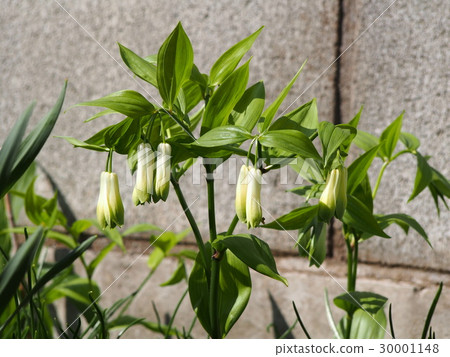 Hochakusou (Fukaya city, Saitama Prefecture) 30001148