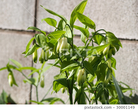 Hochakusou（埼玉縣深谷市） 30001149