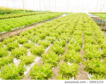 Vegetables hydroponics system in greenhouse Vegetables hydroponics system in greenhouse 30001254