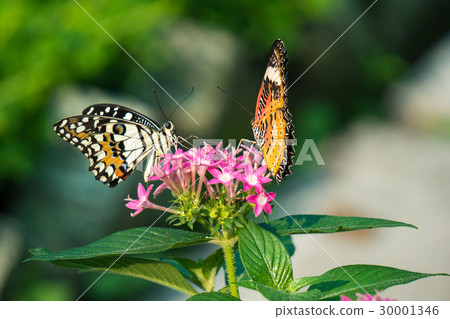 Couple butterfly feeding on ixora flower 30001346