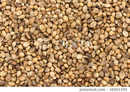 Hemp seed (hemp fruit): Hemp seeds Hemp seed (hemp fruit): Hemp seeds 30001399