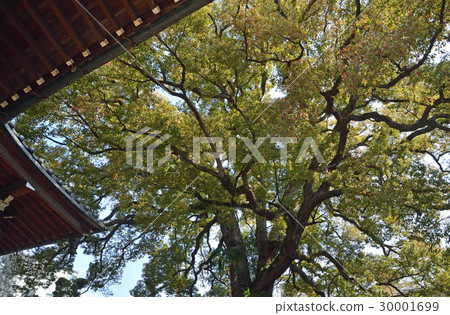 Tanaka Yanaka: Great Camphor tree in the Nichiren Suneji temple 30001699