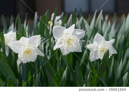 Trumpet daffodil Trumpet daffodil 30001884