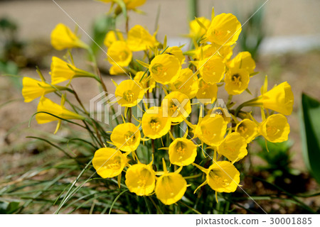 襯裙水仙花 襯裙水仙花 30001885