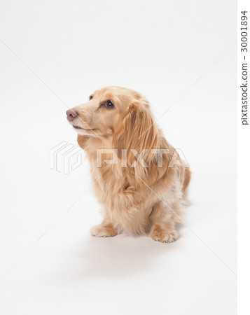 微笑的微型達克斯獵犬 微笑的微型達克斯獵犬 30001894