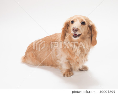 微笑的微型達克斯獵犬 微笑的微型達克斯獵犬 30001895