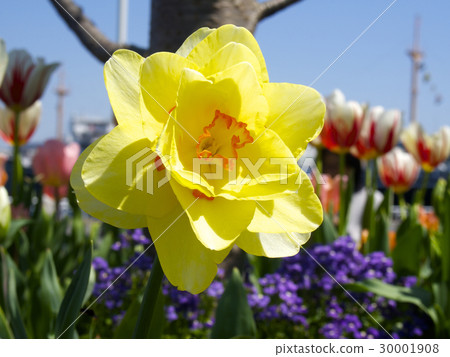 Yellow flower Yellow flower 30001908