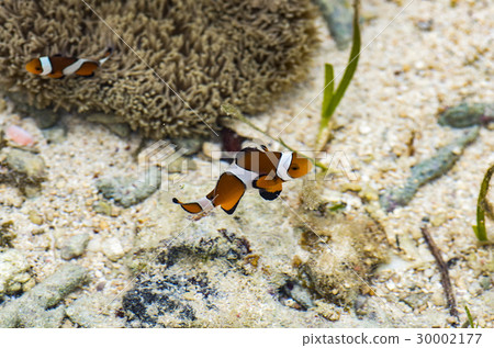 Tide dumplings Anemone fish and sea anemones Tide dumplings Anemone fish and sea anemones 30002177