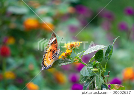 Butterfly feeding on lantana flower 30002627