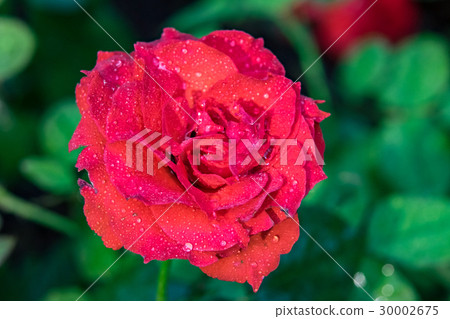 Red rose with water drops in park Red rose with water drops in park 30002675