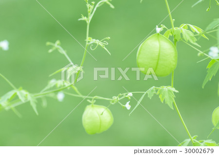 夢想氣球Kazura 30002679