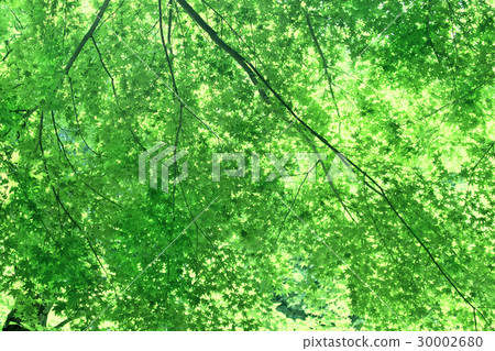 新鮮的綠樹樹蔭 30002680
