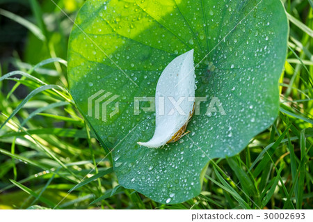 White lotus flower with green leaf background in s 30002693