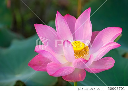 Pink lotus flower in the pond in the morning Pink lotus flower in the pond in the morning 30002701