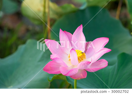 Pink lotus flower in the pond in the morning 30002702