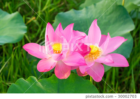 Pink lotus flower in the pond in the morning Pink lotus flower in the pond in the morning 30002703