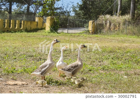 A gaggle in garden 30002791