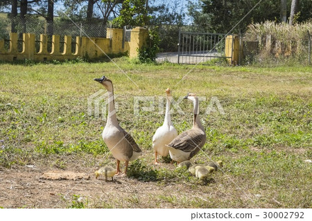 A gaggle in garden A gaggle in garden 30002792