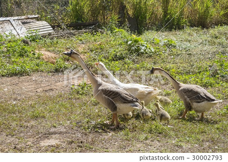 A gaggle in garden A gaggle in garden 30002793