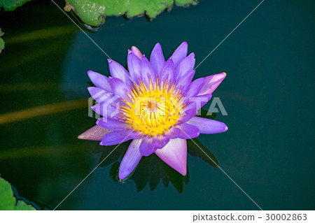 Close-up flower. A beautiful purple waterlily  30002863