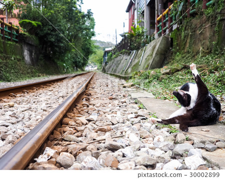 Cat Cat 30002899
