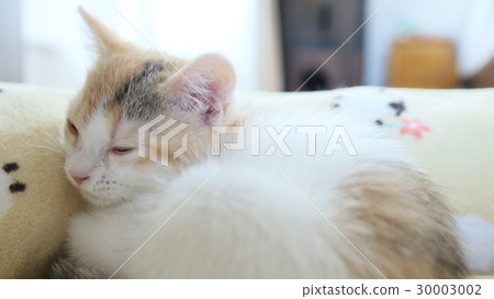 睡覺的小貓 30003002