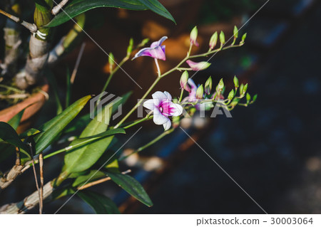 Purple Orchid Flowers in the sunlight Purple Orchid Flowers in the sunlight 30003064