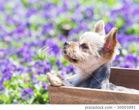 三色堇和約克夏犬 30003091