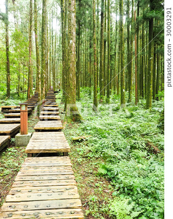 Mingchi National Forest Recreation Area 30003291