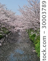 Cherry Blossoms   30003789