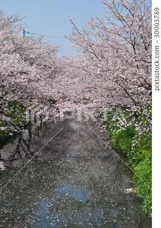 Cherry Blossoms Cherry Blossoms 30003789