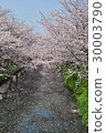 Cherry Blossoms   30003790