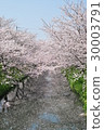 Cherry Blossoms   30003791