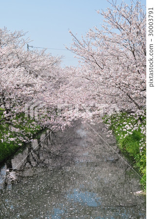 櫻花 櫻花 30003791