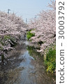 Cherry Blossoms   30003792