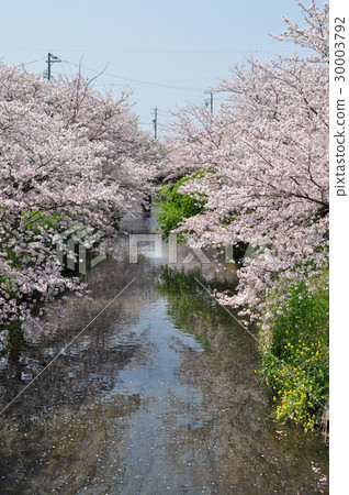 Cherry Blossoms Cherry Blossoms 30003792