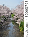 Cherry Blossoms   30003793