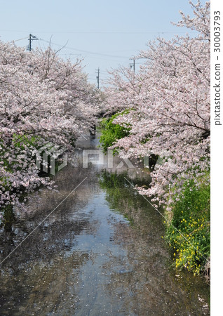 Cherry Blossoms Cherry Blossoms 30003793