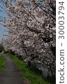 Cherry Blossoms   30003794