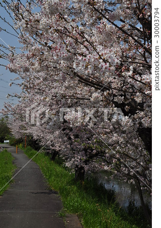 Cherry Blossoms   30003794