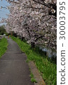 Cherry Blossoms   30003795