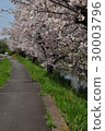 Cherry Blossoms   30003796